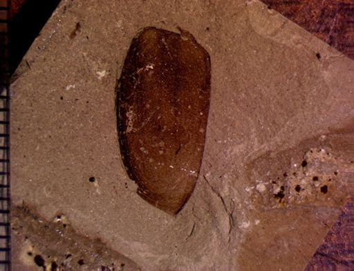 undet. Coleoptera