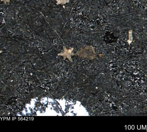 undet. Porifera