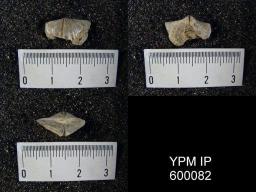 Spirifer niagarensis