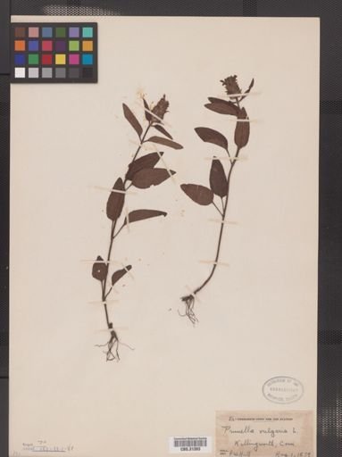 Prunella vulgaris