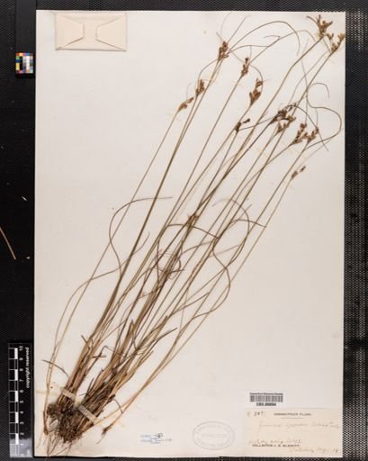 Juncus