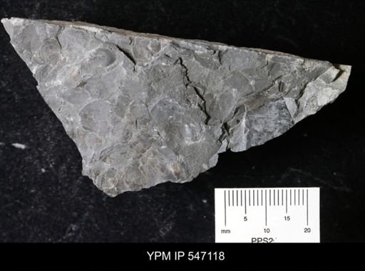 undet. Lingulida