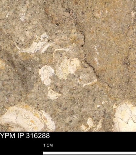 undet. Mollusca