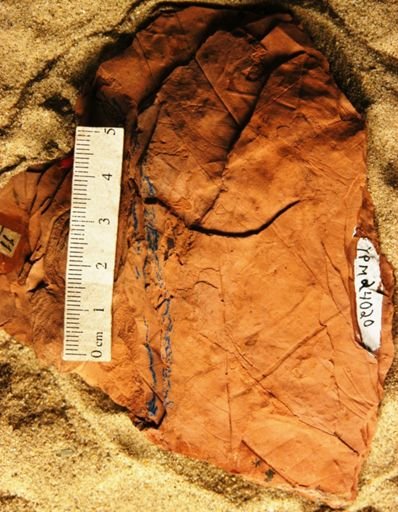 Palmocarpon bactrioides