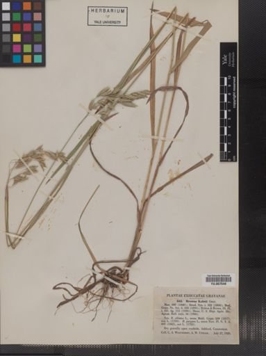 Plantae
