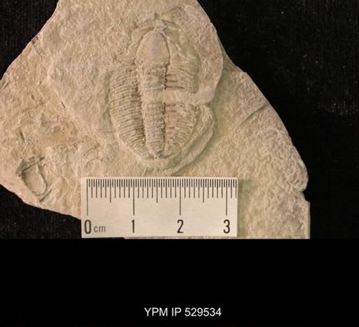 Modocia laevinucha