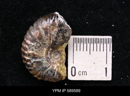 Hoploscaphites comprimus