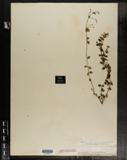 Plantae