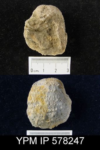 Pustula nebrascensis