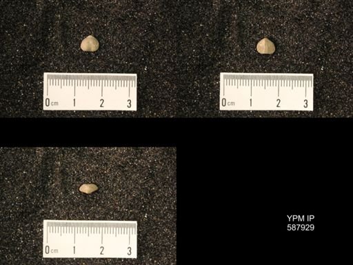 Zygospira modesta