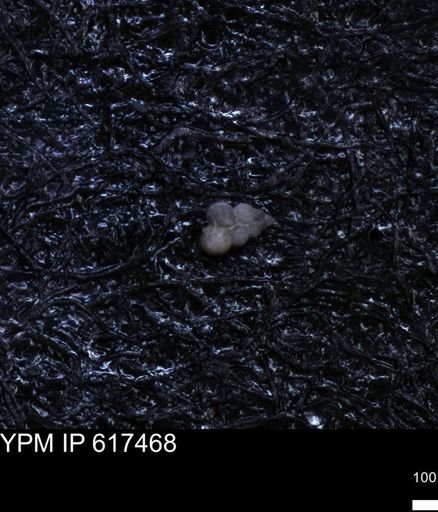 undet. Heterohelicidae
