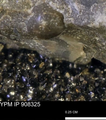 undet. Mollusca