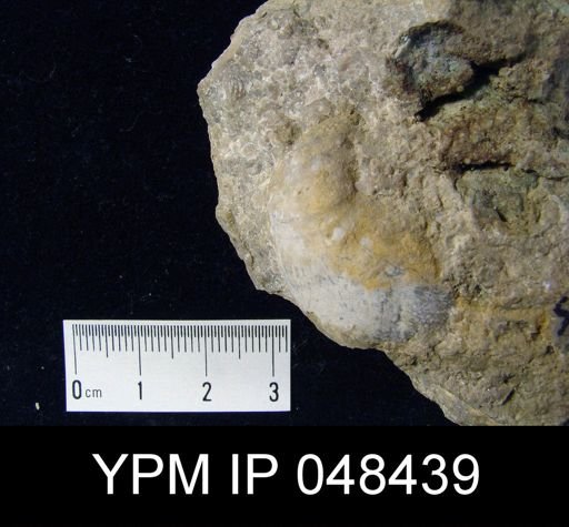 Rhipidium sp.