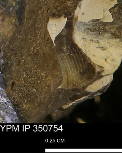 Limopsis striatopunctatus