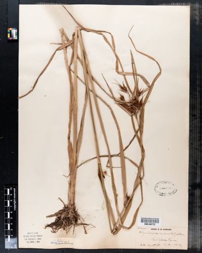 Rhynchospora macrostachya