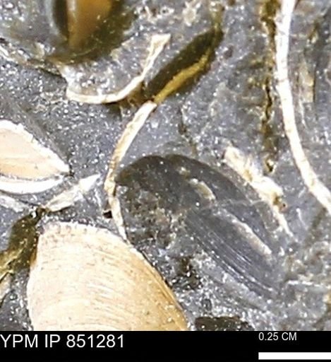 Limopsis striatopunctatus