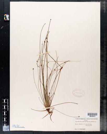 Eleocharis obtusa