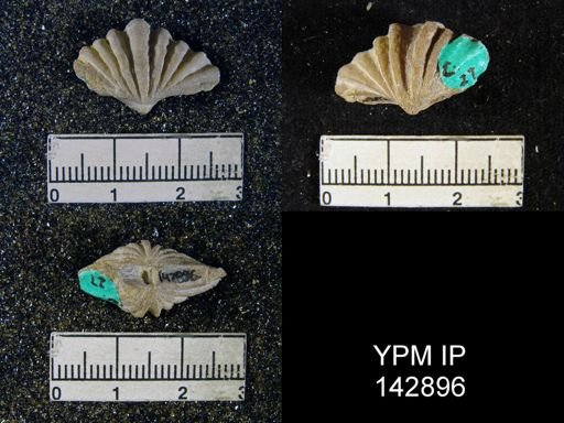 Spiriferina (Punctospirifer) cristata