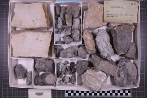 mixed taxa, stratigraphic collection