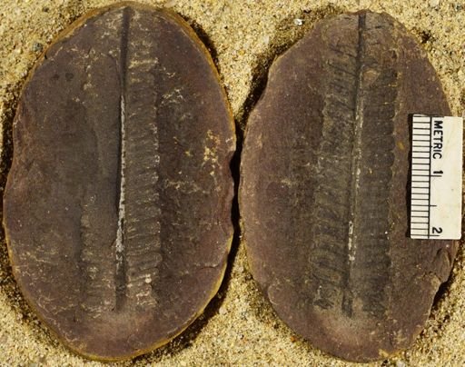 Pecopteris