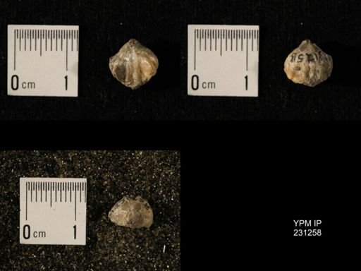 Wellerella osagensis