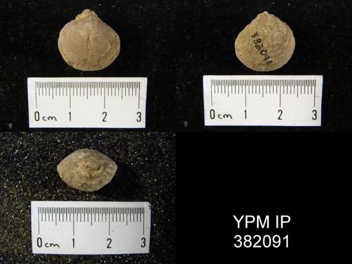 Reticularia perplexa