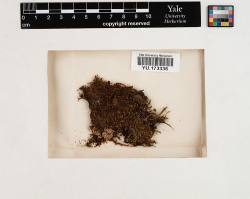 Plantae