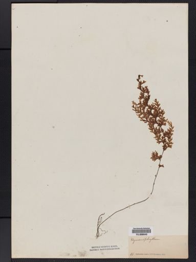 Hymenophyllum