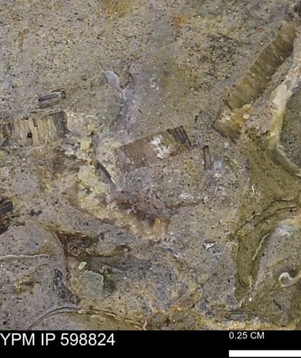 Inoceramidae?