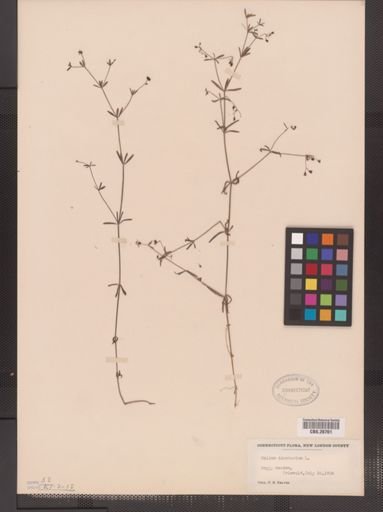 Galium tinctorium