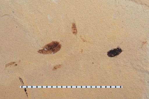 Coleoptera