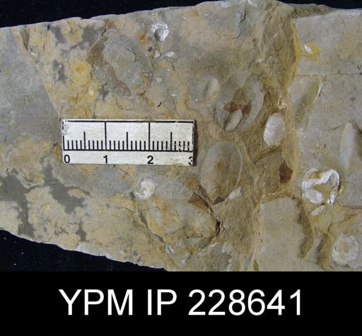 Lingula sp.