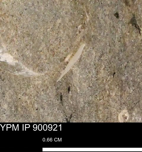 undet. Mollusca