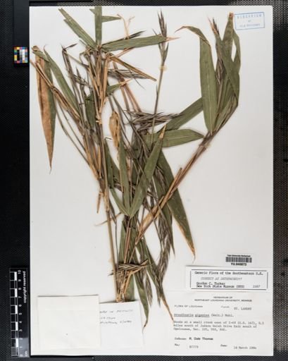 Arundinaria gigantea