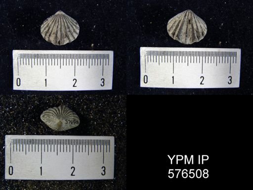 Camarotoechia whitei