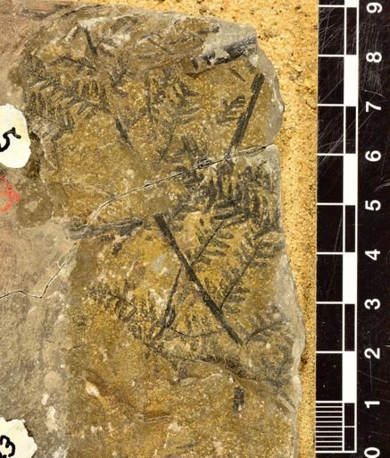 Pecopteris plumosa