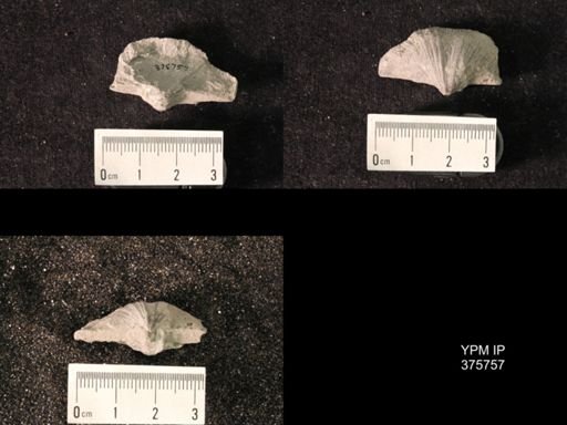 Spirifer cameratus