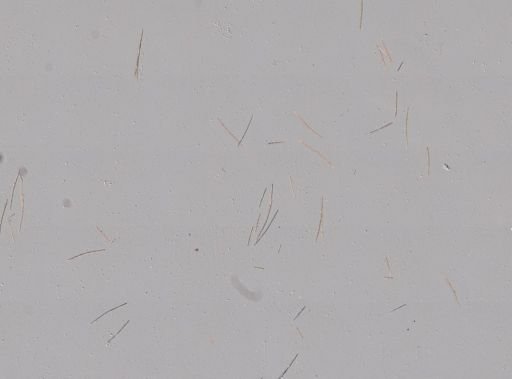 Halichondria panicea
