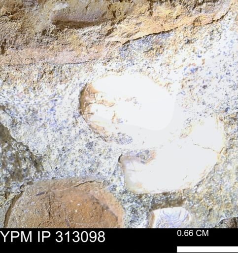 Corbicula