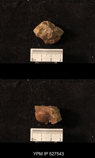 Pustula sp.