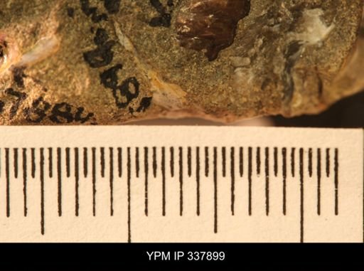 undet. Ammonoidea