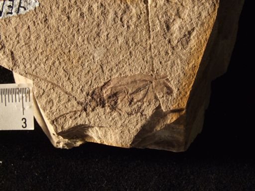 Dozierella gouldii