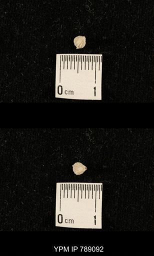 undet. Brachiopoda