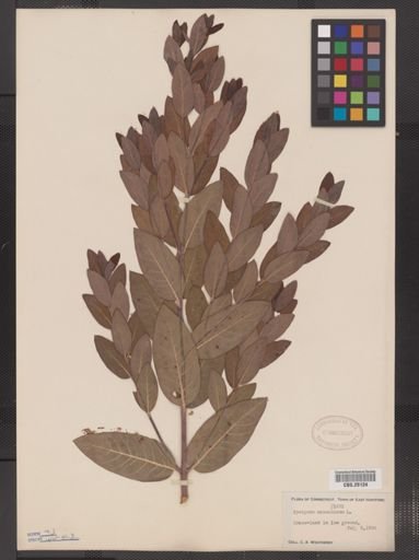 Apocynum cannabinum