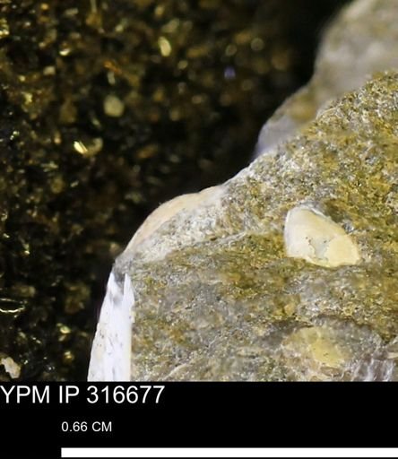 undet. Mollusca