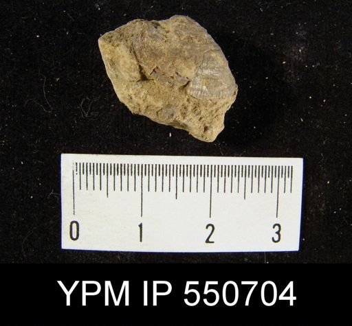 Productus pertenuis