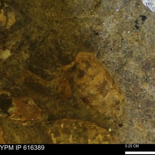 Protocardia subquadrata