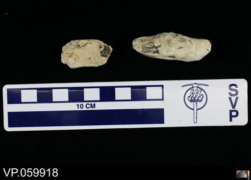 undet. Pycnodontidae
