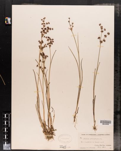 Juncus articulatus