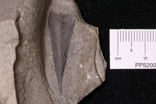 Hughmilleriidae?